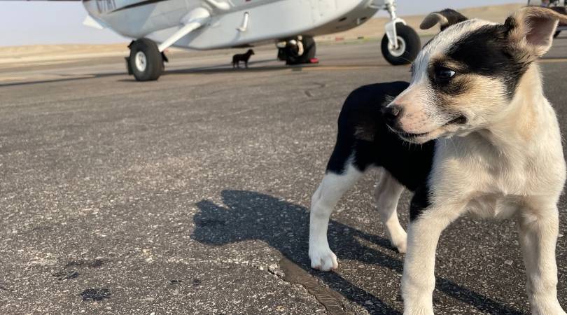 black and white puppy on the runway