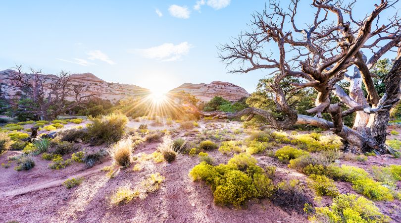 sun shining into willow flats campground in canyonlands national park