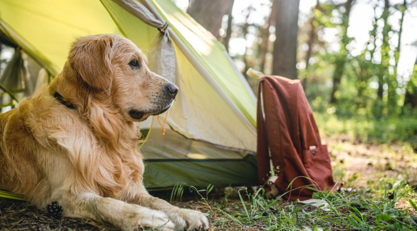 golden retriever lying in a tent