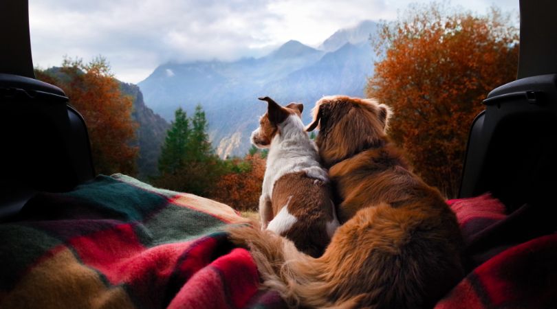 two dogs lying on a blanket in a tent looking outside