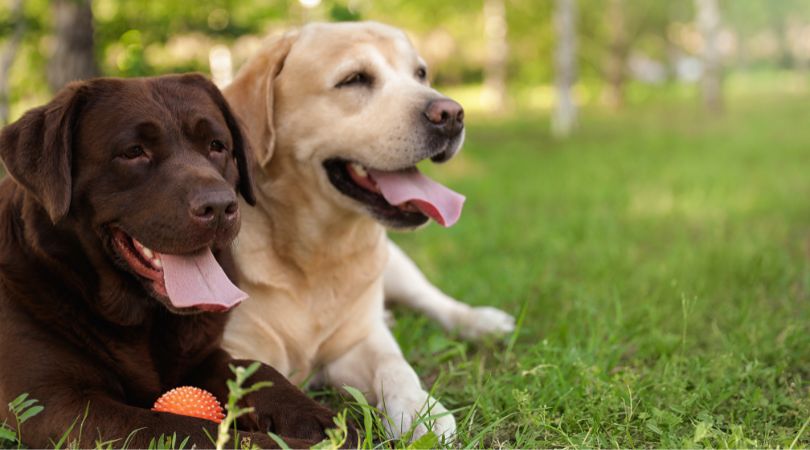 a brown and a yellow lab sitting in the grass