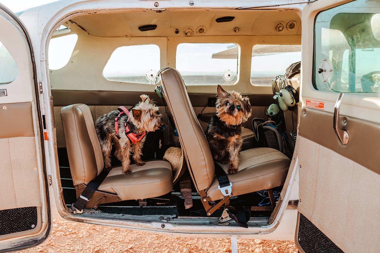 two small dogs sitting inside small airplane